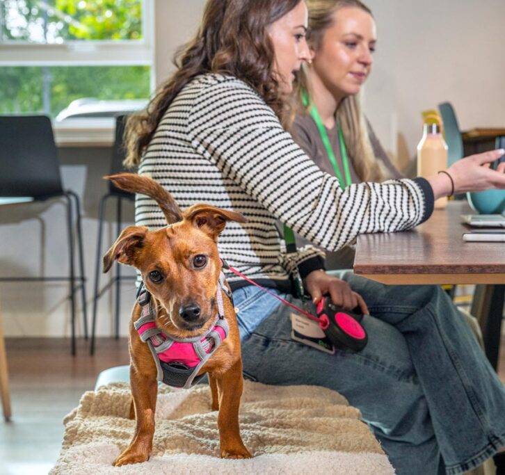 A dog looks straight into the camera with a curious expression, tilting its head slightly, while behind it, two women work at a computer.