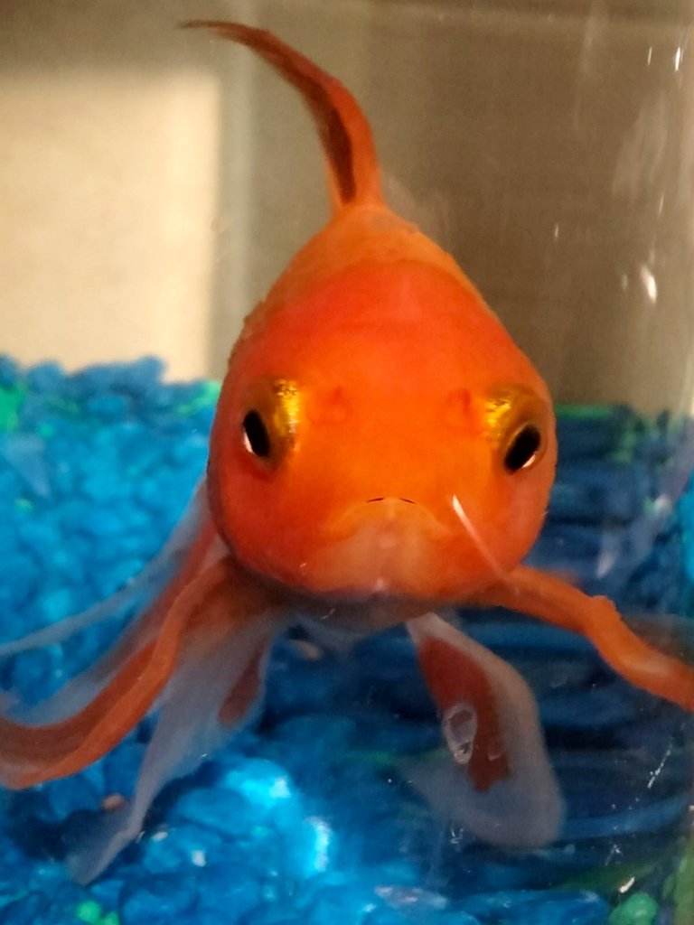 Merlin the 17-year-old goldfish