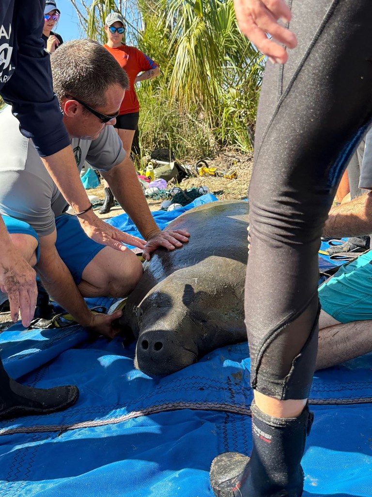 ZooTampa says that Gully had lost a significant amount of weight and was 
not in great health when he was found at the tiny pond.