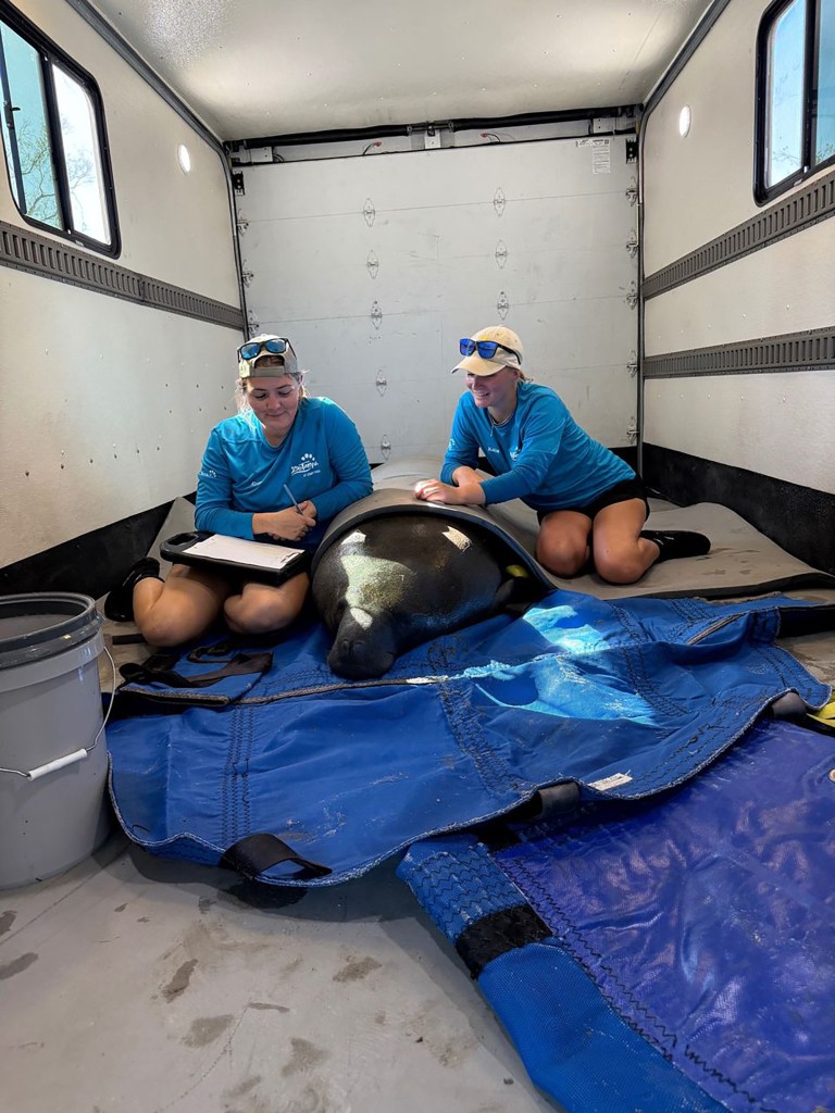 The Manatee Rescue Team from ZooTampa transports their new friend
Gully to the zoo where he will recuperate before being released back 
into the wild.