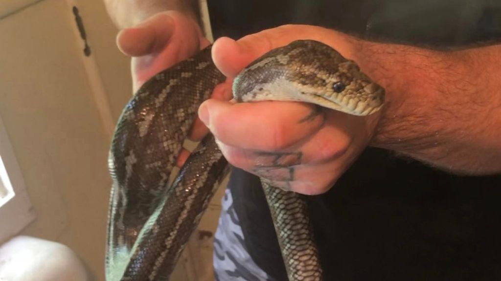 Man Discovers Wild Python Hiding in His Toilet Twice in One Week