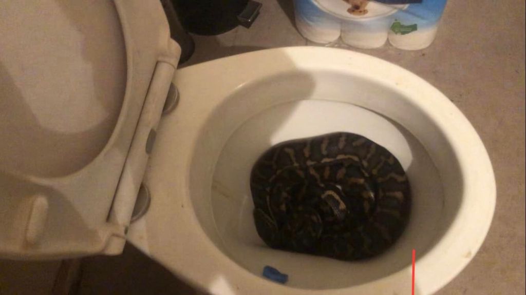 Man Discovers Wild Python Hiding in His Toilet Twice in One Week