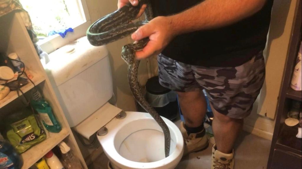 Man Discovers Wild Python Hiding in His Toilet Twice in One Week