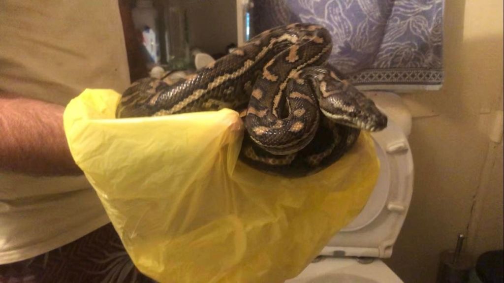 Man Discovers Wild Python Hiding in His Toilet Twice in One Week