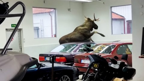 A moose tramples three BMWs at a Schmiedmann facility outside Gothenburg, Sweden