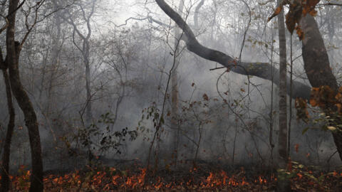 Así se veaín los incendios forestales en el bosque de La Chiquitania, en Bolivia, durante 2019.