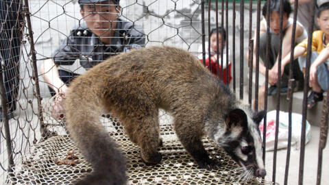 Foto tirada em maio de 2023 mostra policial observando civeta capturada em Wuhan: após pandemia de Covid-19, há temores de que novas doenças possam surgir da transmissão de animais selvagens para humanos 