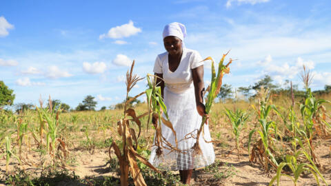 Mary Takawira, a villager, shows wilted maize crops in Mumijo, Buhera district east of the capital Harare, Zimbabwe, 16 March, 2024.