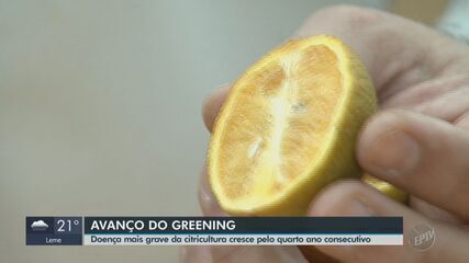 Incidência do greening cresce e doença está em 22% dos pomares de laranja de SP e MG