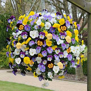 Trailing Hardy Pansy 'Cool Wave' Mix