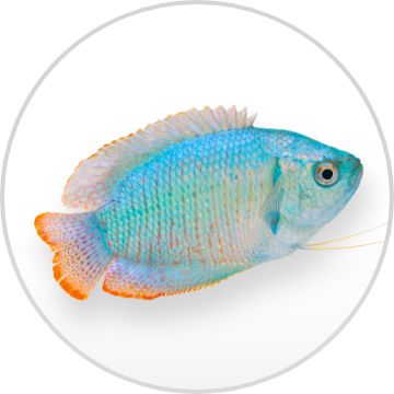 Image of a fish