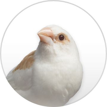 Image of a bird