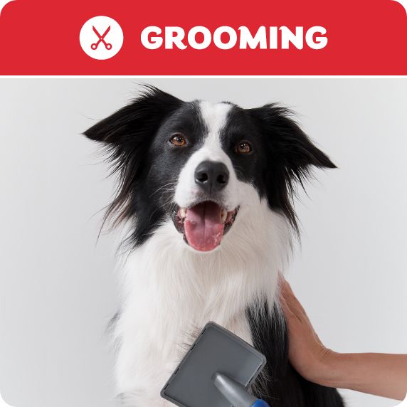 Grooming logo and a dog getting brushed