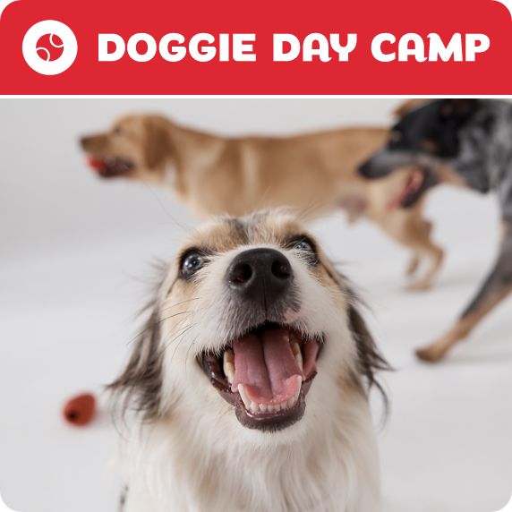 Doggie Day Camp logo and dogs playing