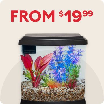 From $19.99 message and a fish tank