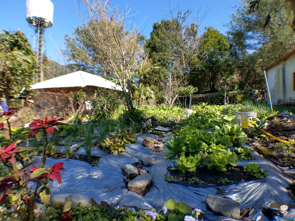 泰雅星鮮美食｜松鶴部落便宜又好吃的原住民料理