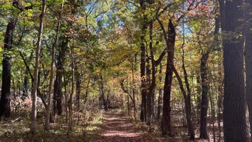 a mulch path leads into a forest