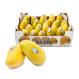 Mangoes Fresh