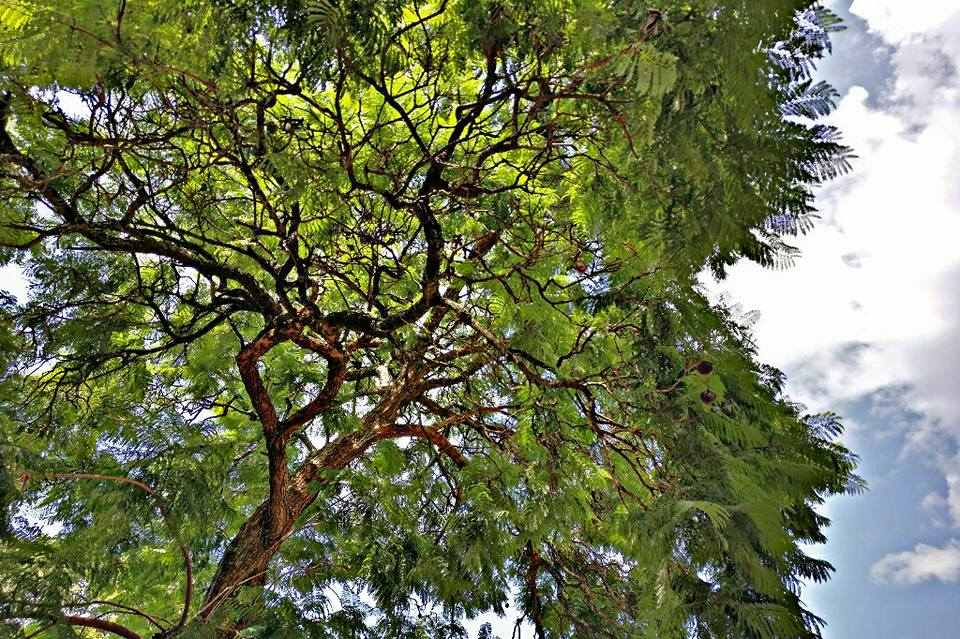 Article : Au Rwanda, l’opération de biodiversité numérique « J’emporte mon arbre »