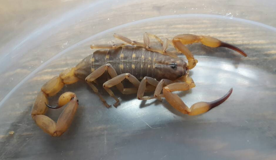 Article : Ces scorpions sont-ils dangereux ? [courrier des lecteurs]