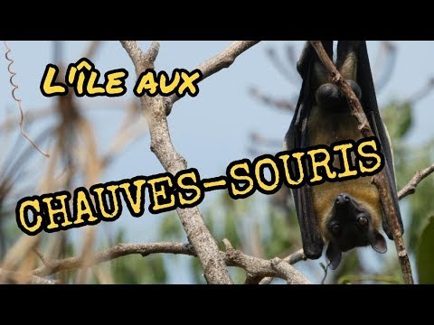 Article : L’île aux chauves-souris, des roussettes paillées africaines au milieu du lac Kivu au Rwanda