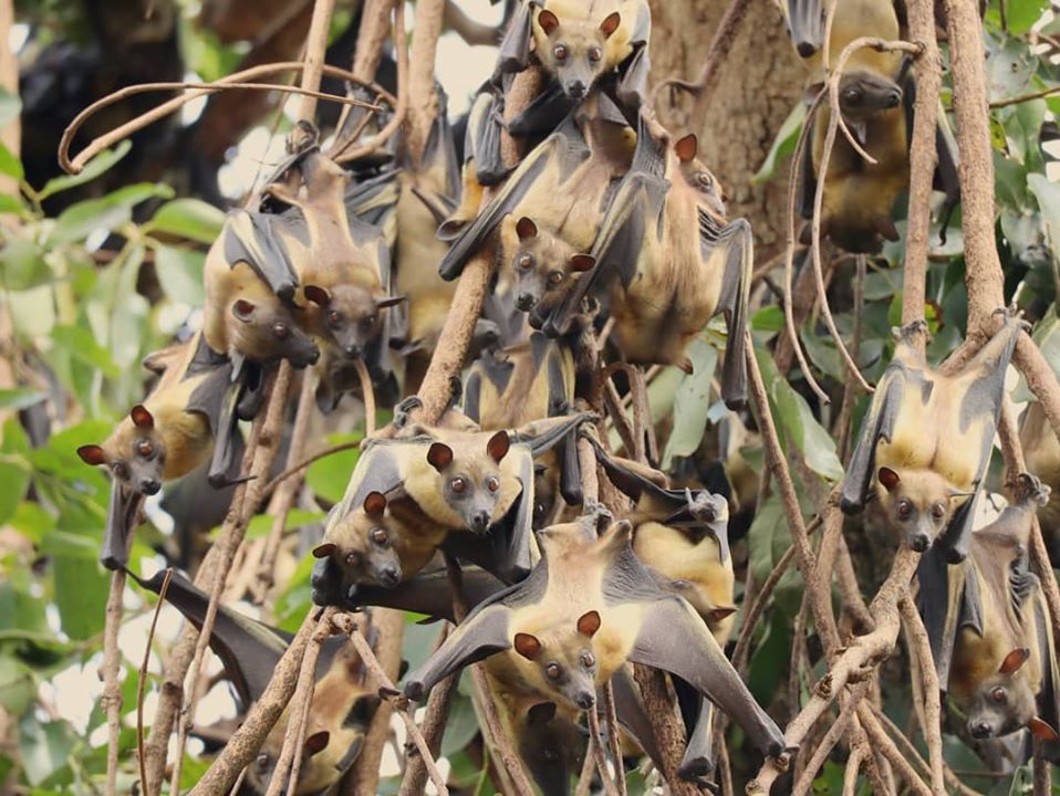 E. helvum, Kigali