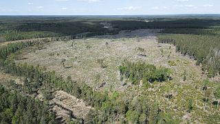 Größere und gesündere Wälder: Wie können wir unsere Kohlenstoffsenken schützen?