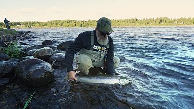 Schutz des Wildlachses in Europa: Vorbild Nordschweden