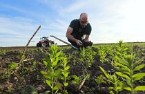 Do organic farmers still have a chance in Europe?