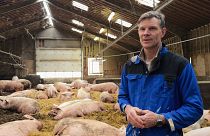 Denmark’s carbon tax on livestock: a model for Europe?