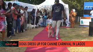 Dogs Canine Carnival in Lagos attracts dozens of pet owners