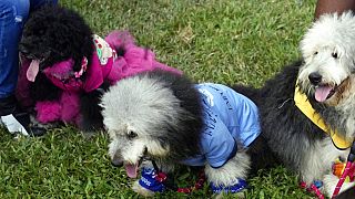 Nigeria : les chiens à l’honneur au carnaval canin de Lagos