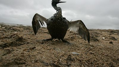 Egy madár, amelyet egy tartályhajó által kiöntött olaj vastag rétege borít a Fekete-tengeren