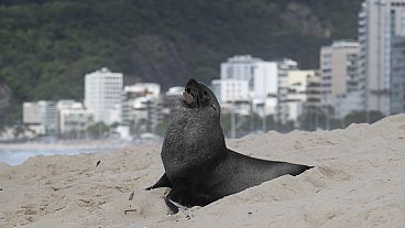 Une otarie à fourrure se tient sur la plage d'Ipanema à Rio de Janeiro au Brésil, le 18.12.2024