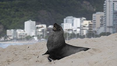 A fur seal stands on Ipanema beach in Rio de Janeiro, Brazil, 18.12.2024