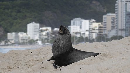 No Comment : visite insolite d'une otarie sur la plage d’Ipanema