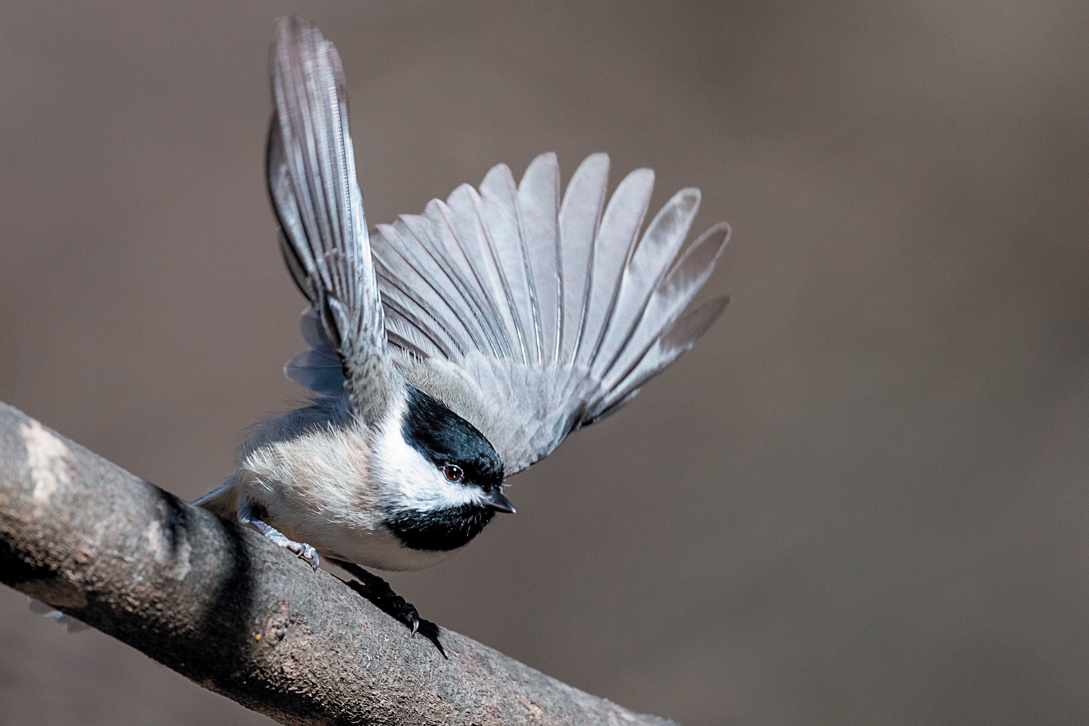 A bird sitting on a branch in a natural setting.