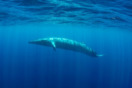 Bryde's whale swimming near the surface of blue water