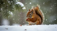 A close-up shot captures a winter wonderland scene – soft snowflakes fall on a snow-covered forest floor.  Behind a frosted pine branch, a red squirrel sits, its bright orange fur a splash of color against the white. It holds a small hazelnut. As it enjoys its meal, it seems oblivious to the falling snow.