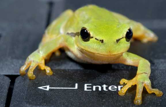 Small green frog on laptop keyboard