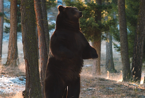 yellowstone bear