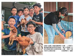 缺蛋荒 大進國小開養雞教育課