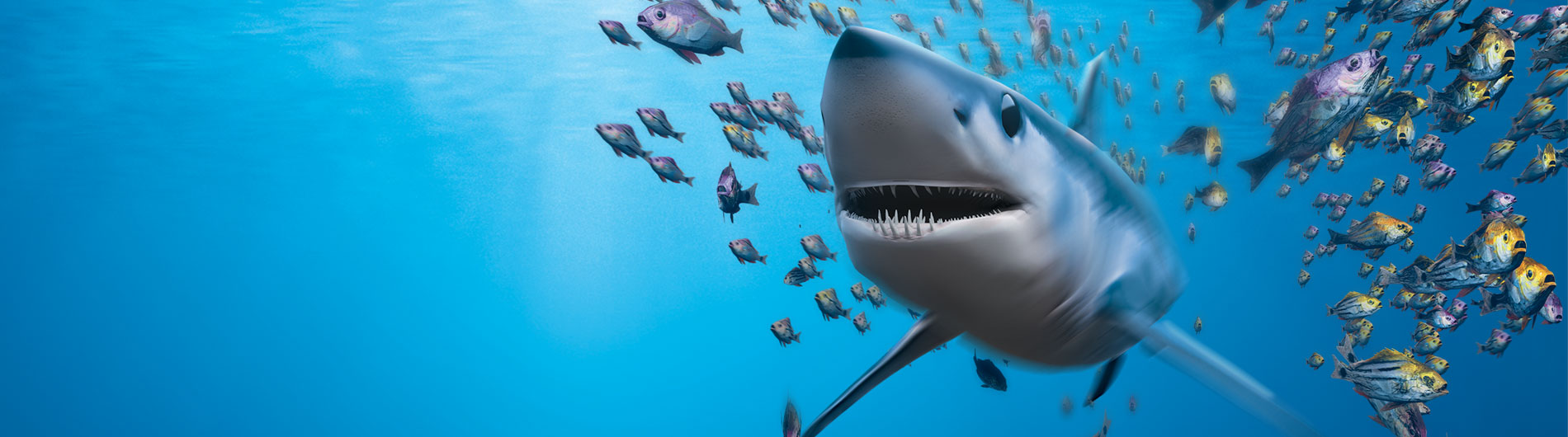 Shark swimming in a school of fish