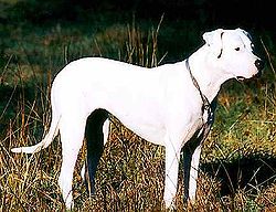 Dogo argentino