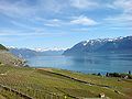 Vista de los viñedos sobre el lago Lemán, cerca de Lausana