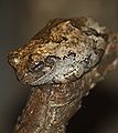 ചാരനിറ മരത്തവള Hyla versicolor Hylidae Eastern United States and southeastern Canada