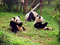 Giant Pandas /Osos Panda