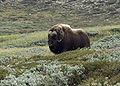 Moskusokse i den lave alpine tundra ved Dovrefjell.