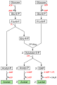 Bifidobacterium