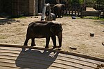 Smithsonian National Zoo euthanizes elderly Asian elephant